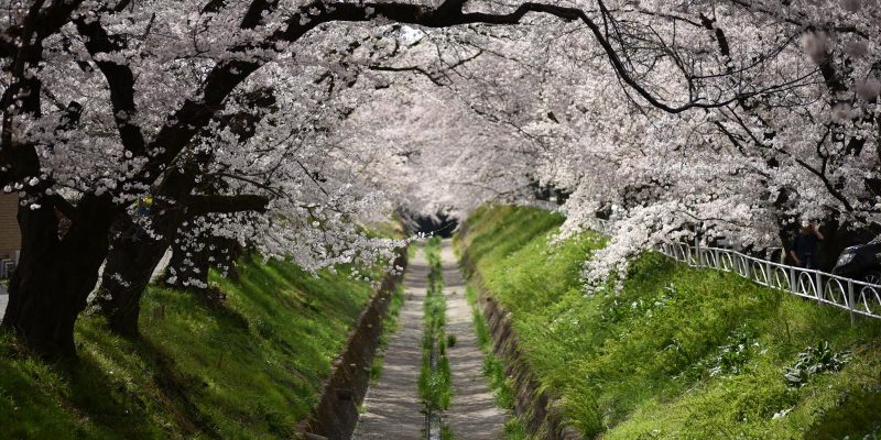 足利市立桜小学校の桜並木